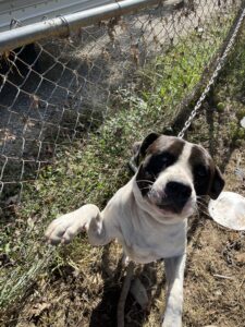 Duke in Hazard, KY chained to the fence.