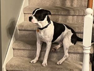 Duke sitting on the stairs