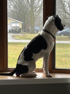 Duke "of Hazard" in the front window